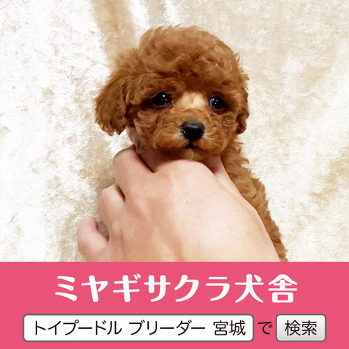 �g�C�E�v�[�h��  ���̔̔��E���n 44264 �ǌ��������b�h�̃v�����Z�X2��