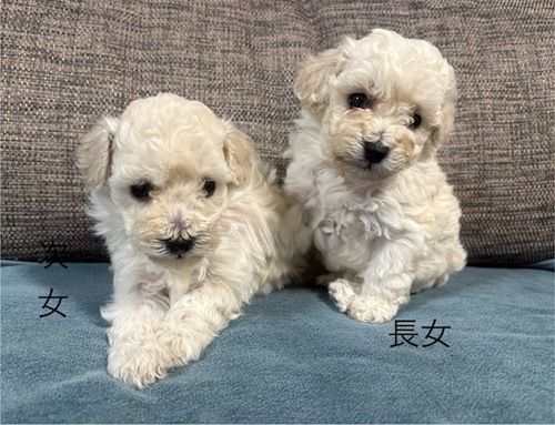 �g�C�E�v�[�h��  ���̔̔��E���n 44265 �z���C�g�̎o��