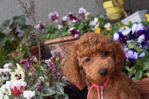 トイ・プードル 犬の販売・譲渡 44268 健康で可愛いプーちゃんです。