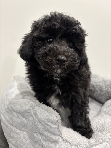 トイ・プードル 犬の販売・譲渡 44276 【dogoo限定価格(総額)!】トイプードル