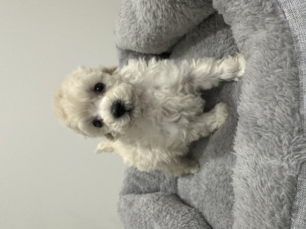 �g�C�E�v�[�h��  ���̔̔��E���n 44277 �ydogoo���艿�i(���z)�I�z�g�C�v�[�h��