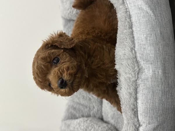 トイ・プードル 犬の販売・譲渡 44278 【dogoo限定価格(総額)!】トイプードル