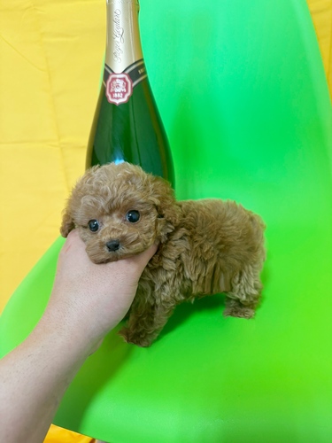 �g�C�E�v�[�h��  ���̔̔��E���n 44281 �ɏ����C�����e�B�[�J�b�v�v�[�h���I�X♡