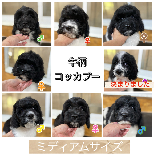 トイ・プードル 犬の販売・譲渡 44283 プードルmix