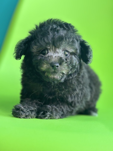 �g�C�E�v�[�h��  ���̔̔��E���n 44285 �V���o�[1335