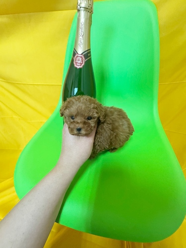 �g�C�E�v�[�h��  ���̔̔��E���n 44288 ✨�ɏ����C�����e�B�[�J�b�v�v�[�h���I�X✨