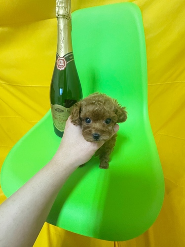 トイ・プードル 犬の販売・譲渡 44289 ✨極小ロイヤルティーカッププードル✨