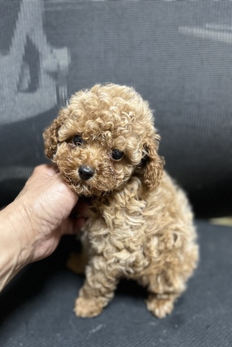 �g�C�E�v�[�h��  ���̔̔��E���n 44293 �g�C�E�v�[�h��  