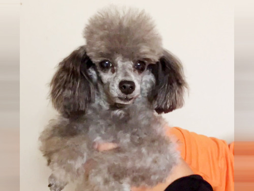 �g�C�E�v�[�h��  ���̔̔��E���n 44294 ���ތ� �V���o�[�̏��̎q