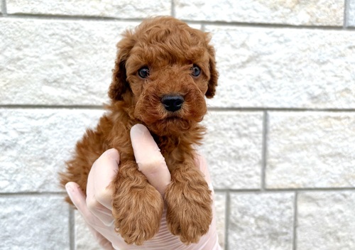 �g�C�E�v�[�h��  ���̔̔��E���n 44295 �g�C�v�[�h���̒j�̎q