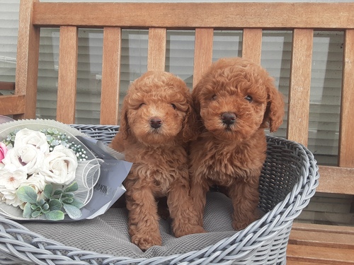 ミディアム・プードル 犬の販売・譲渡 197 可愛い姉妹