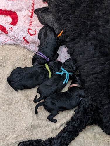 ミディアム・プードル 犬の販売・譲渡 206 両親遺伝子病クリア、しっかりした身体の男の子!