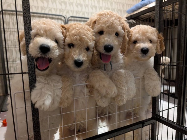 モティ1st.Baby 犬の販売 207