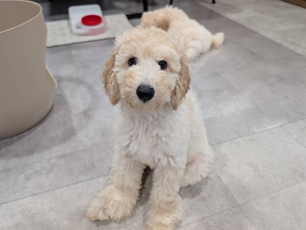 ピンクリボン 犬の販売 208