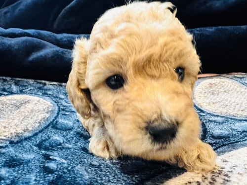 ~fBAEv[h  ̔̔En 214 ~fBAv[h