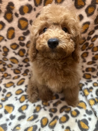 ミニチュア・プードル 犬の販売・譲渡 276 元気いっぱい