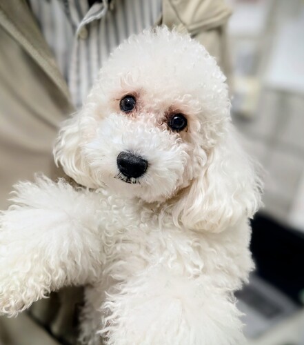 【成犬】小さめのミニチュアサイズ 犬の販売 281