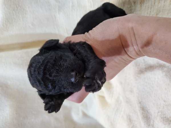人気のスタンダードプードル 犬の販売 1143