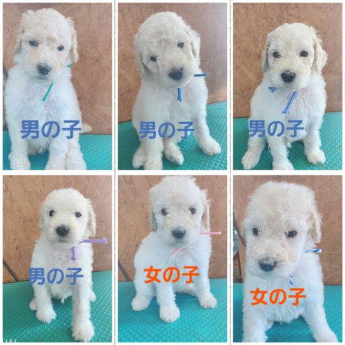 ホワイト、クリームの子達です★*☆♪ 犬の販売 1154