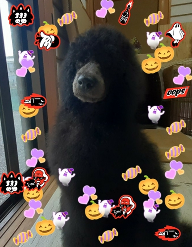 かわいいスタンダードプードル ラスト1 犬の販売 1160