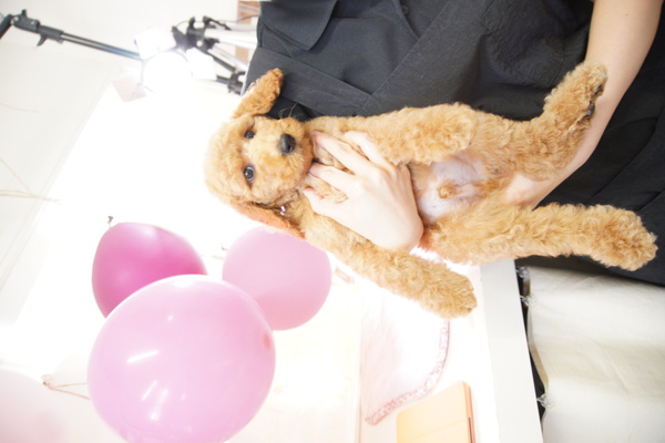 レッドの男の子 犬の販売 1163