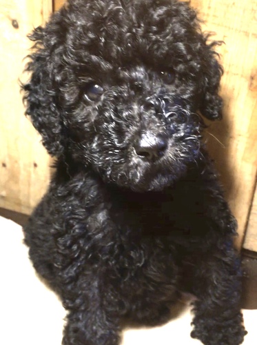 ご家族様が決まりました。 犬の販売 1165