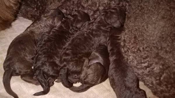 チョコレートブラウンの子犬達 パパはチャンピオン 犬の販売 1186