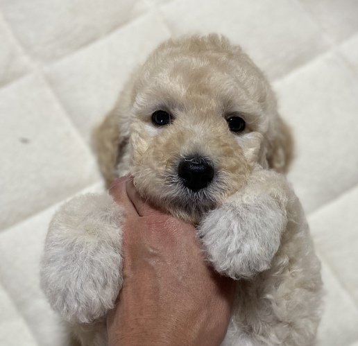 クリーム男の子 犬の販売 1187