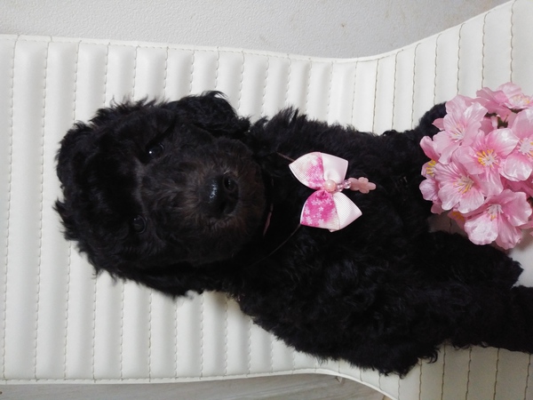 ありがとうございました。 犬の販売 1190