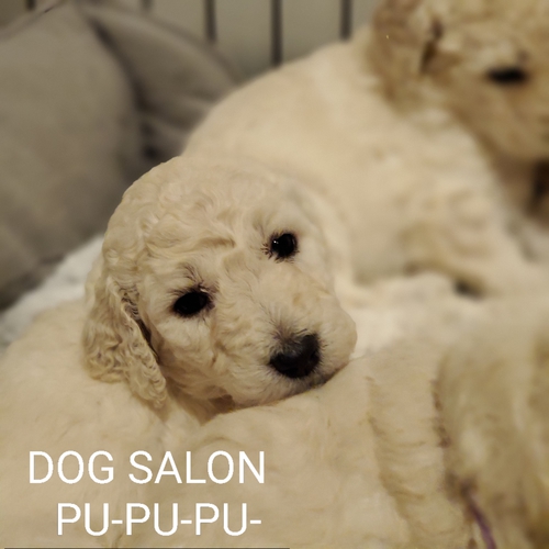 可愛いスタンプーの子犬達 犬の販売 1194