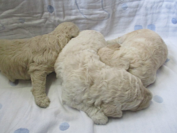3姉妹予約受付中 犬の販売 1196