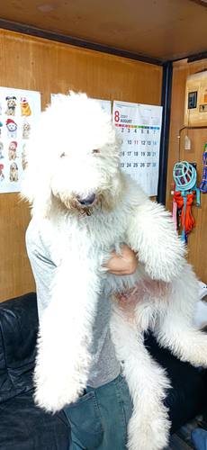 稀少犬種のスタンプーの大きなパピー 犬の販売 1202
