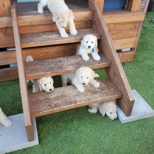 ホワイトスタンダードプードルの男女9頭 犬の販売 1206