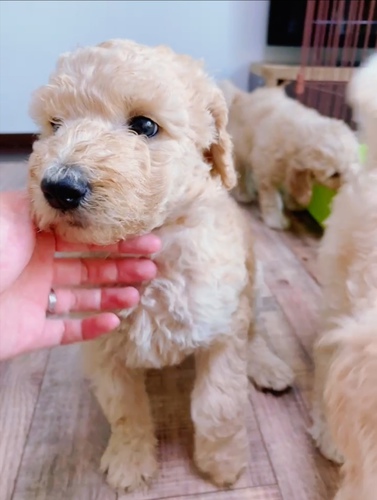 【販売終了】スタンダードプードル🐩 犬の販売 1211