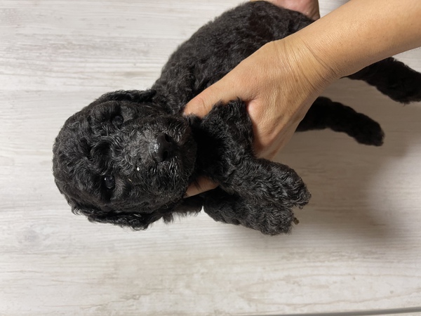 スタンダードプードル 犬の販売 1213