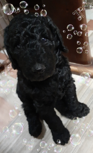 希少グレーカラーのナチュラルしっぽ 犬の販売 1214