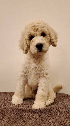良血統のホワイトスタンダードプードル 犬の販売 1219