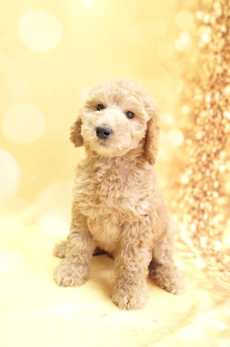 アプリコットの男の子 犬の販売 1221