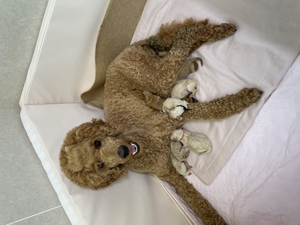 レッド・アプリ・クリーム系の赤ちゃんです! 犬の販売 1224