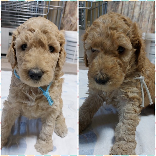 男の子あと1頭になりました 犬の販売 1257