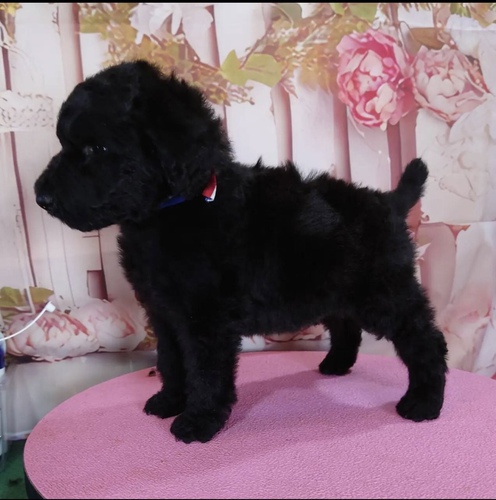 チャンピオン直子 犬の販売 1296