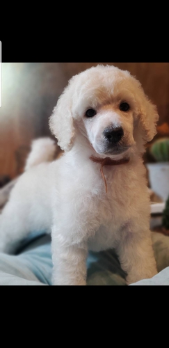 スタンダード・プードル 犬の販売・譲渡 1308 件名なし 子犬販売の情報