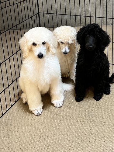 両親共にチャンピオン、美形の子 犬の販売 1313