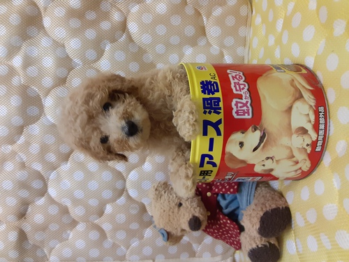 可愛いく健康に育ってます。 犬の販売 1317