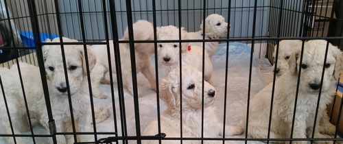 終了しました。 犬の販売 1318