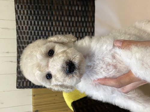 ホワイト男の子 犬の販売 1320