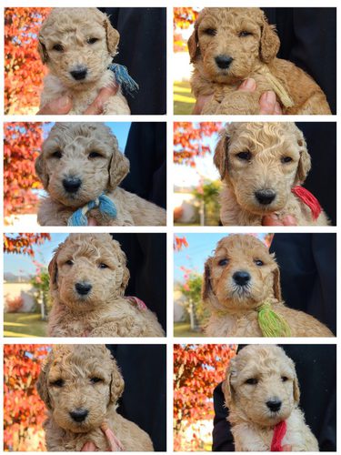 スタンプー 可愛い仔犬 犬の販売 1333