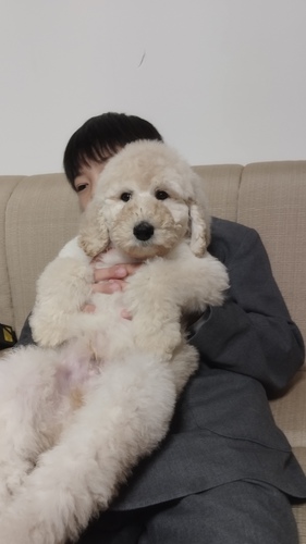 スタンダード・プードル 犬の販売・譲渡 1341 クリームの男の子