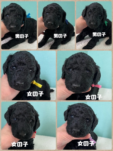 スタンダード・プードル 犬の販売・譲渡 1344 スタンダードプードルご家族募集中