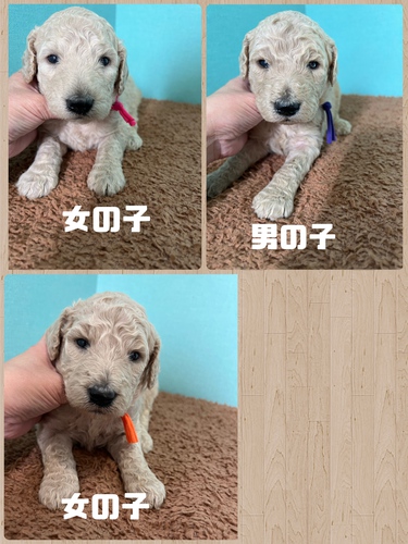 スタンダード・プードル 犬の販売・譲渡 1345 スタンダードプードルご家族募集中